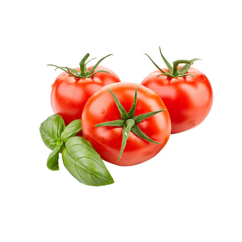 Tomato malesuada